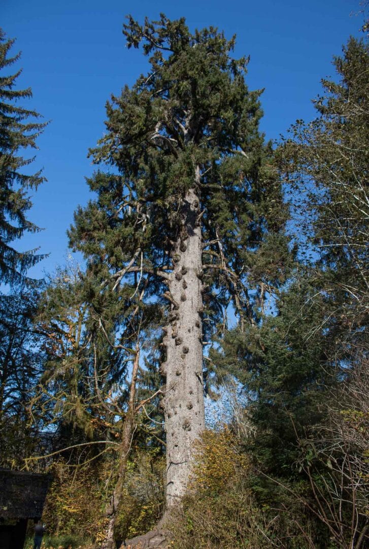 The Rain Forests Of Olympic National Park Quinault Queets Hoh And