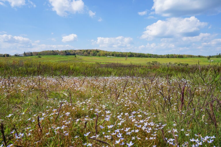 Wildflowers at Big Meadows on Skyline Drive, Shenandoah National Park