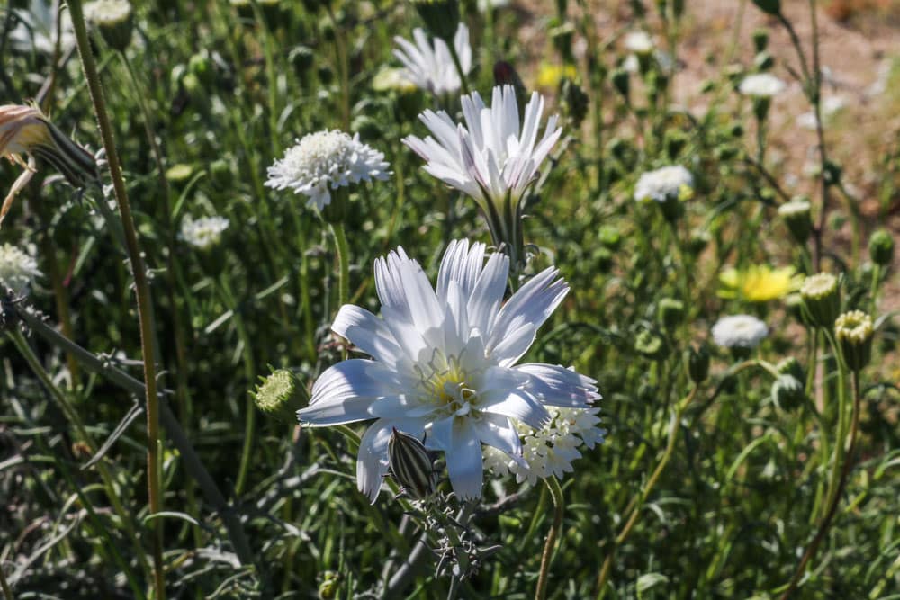 Anza-Borrego Desert Wildflowers Super Bloom 2020 - Travel ...