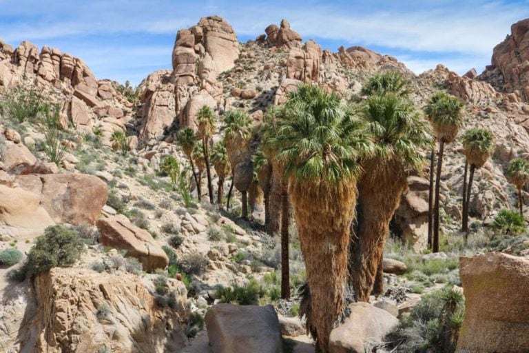 Lost Palms Oasis, Joshua Tree National Park