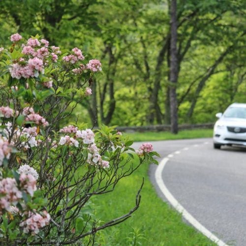 Mountain laurel in bloom, Skyline Drive, Shenandoah National Park