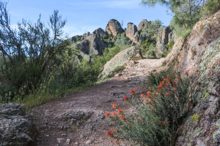 Wildflowers in Pinnacles National Park, California