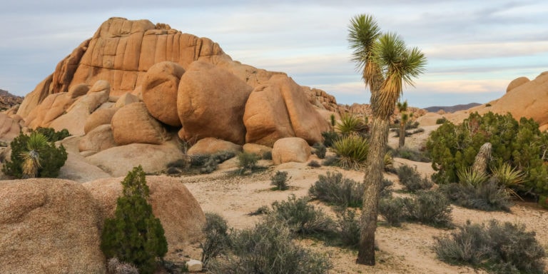 Jumbo Rocks evening, Joshua Tree National Park