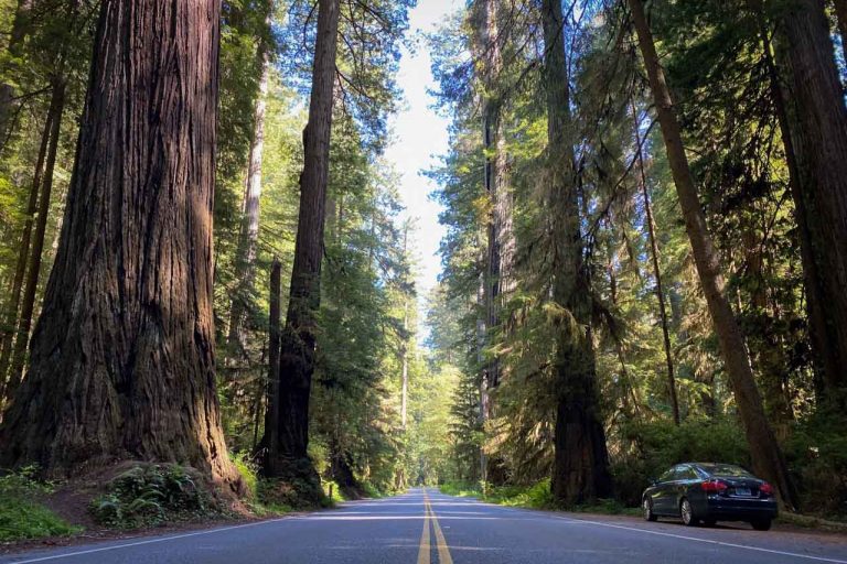 Newton B. Drury Scenic Parkway Car Redwood National & State Parks, California