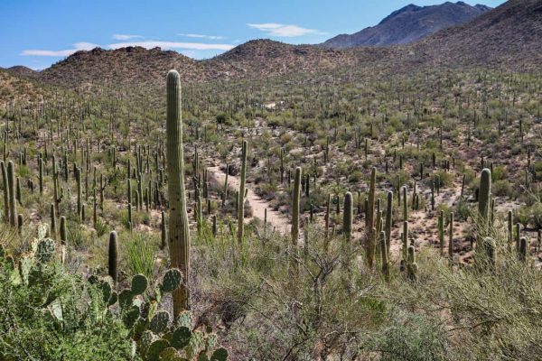 Saguaro National Park Photos - Travel Experience Live National Park Blog