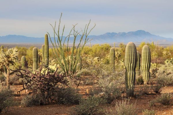 10 Amazing Saguaro National Park Attractions - The National Parks ...