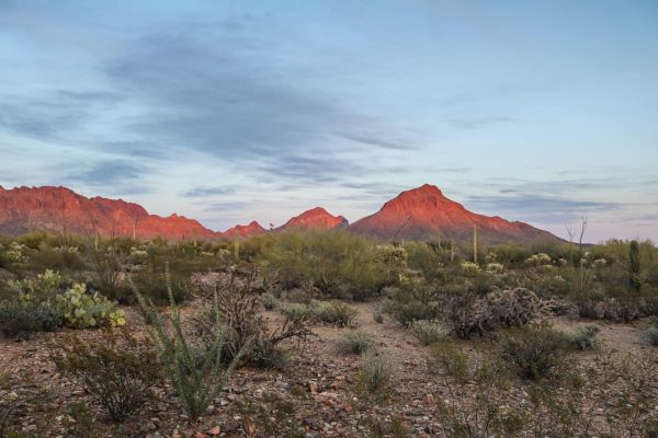 Saguaro National Park Photos - Travel Experience Live National Park Blog