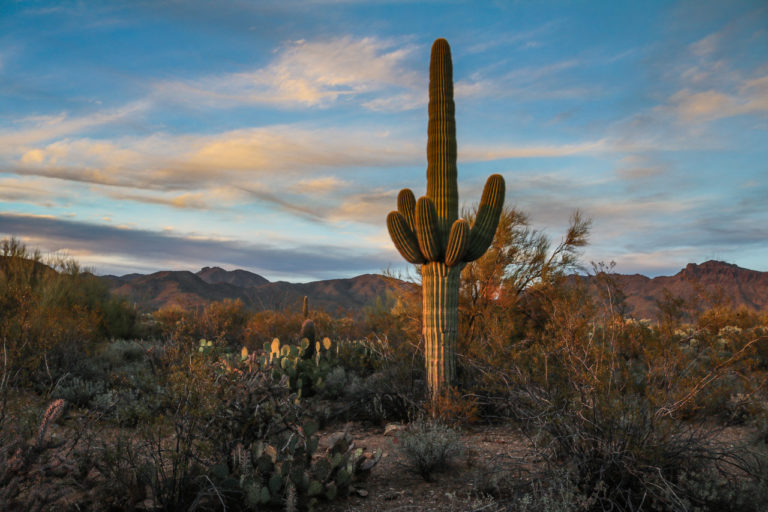 Sunrise in Saguaro National Park, Arizona - Saguaro National Park photos