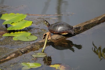 Cuyahoga Valley National Park Photos - Travel. Experience. Live.