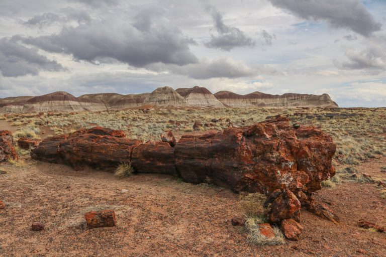 Petrified log in Petrified Forest National Park, Arizona