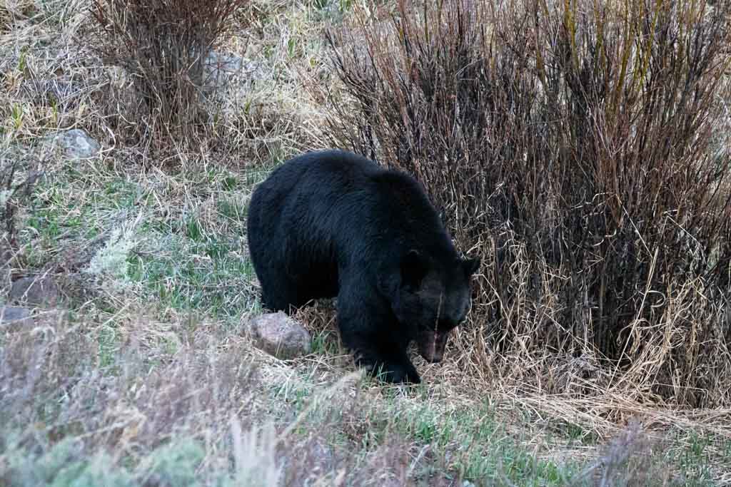 American Black Bear - Shenandoah National Park (U.S. National Park Service)