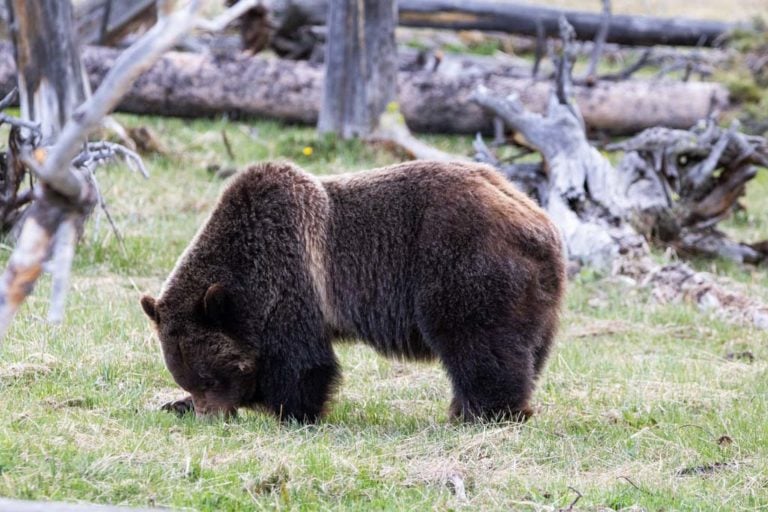 Grizzly bear in Yellowstone National Park