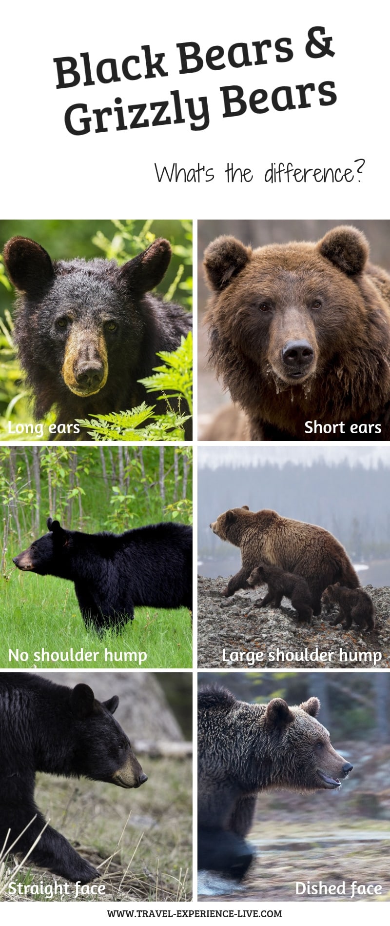 Медведь и Гризли отличия