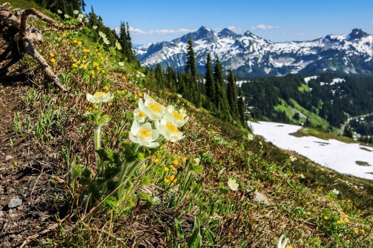 Western anemone wildflowers along a hiking trail in Mount Rainier National Park