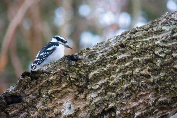 Best USA National Parks for Bird Watching - The National Parks Experience