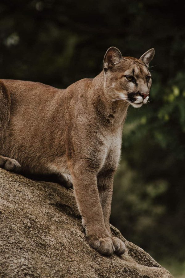 Mountain Lion Encounter Safety: What to Do When You See a Cougar