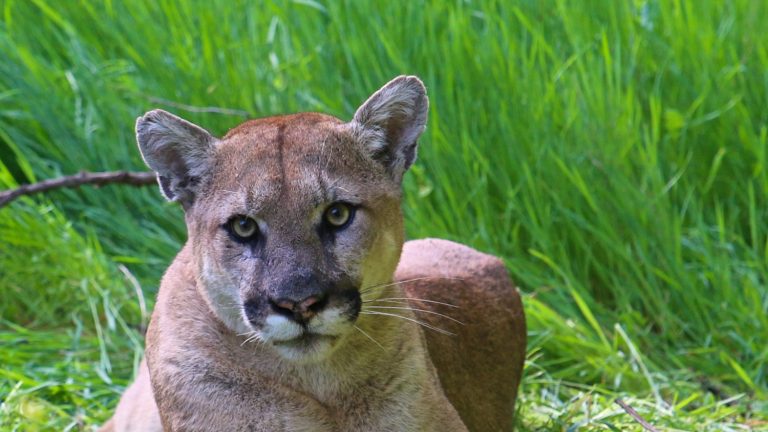 Mountain Lion or Cougar in the Santa Monica Mountains, California