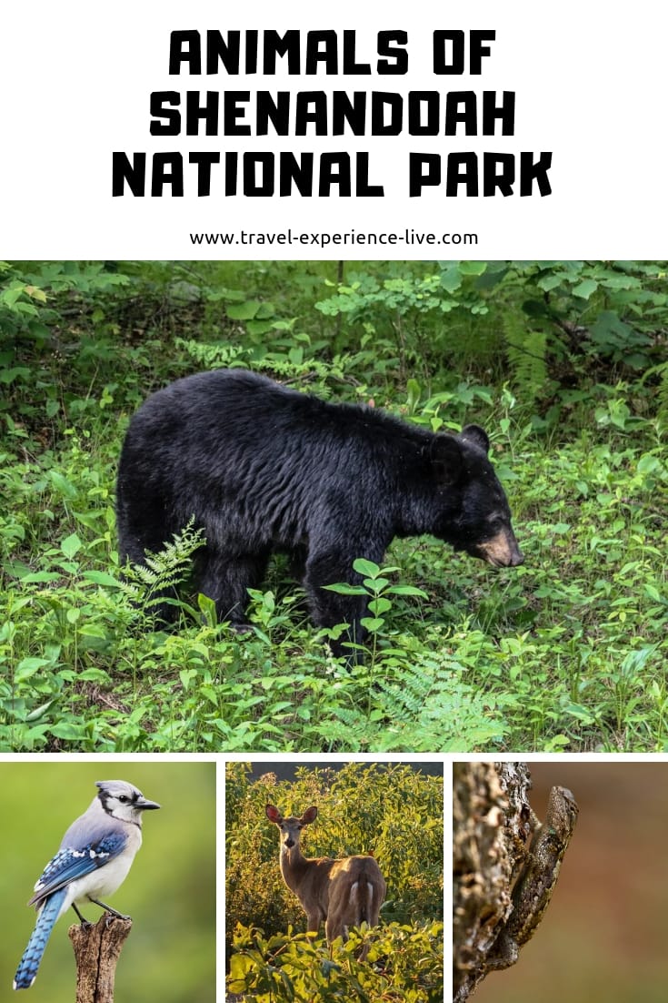 shenandoah national park predators