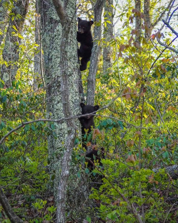 5 Fantastic U.S. National Parks to See Black Bears in the Wild - The ...