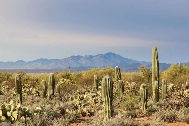 10 Amazing Saguaro National Park Attractions - The National Parks ...