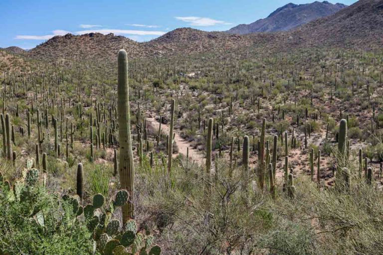 Bajada Scenic Loop in Saguaro National Park, Arizona