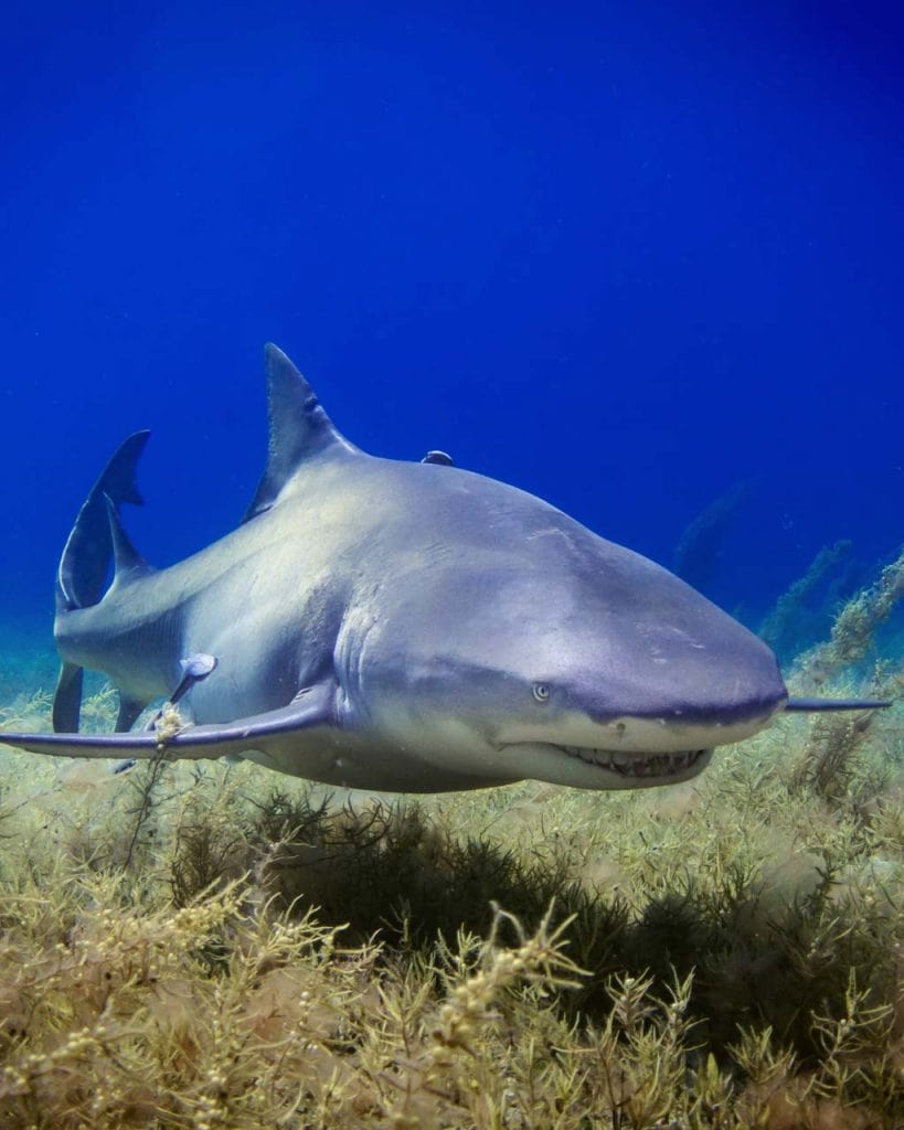 How to Avoid Shark Attacks: Shark Safety Tips - The National Parks ...