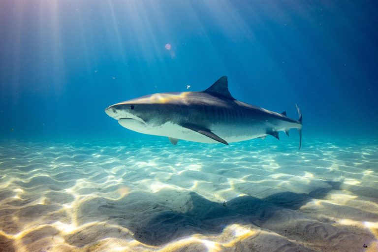 Shark swimming in clear water - Shark Attacks Safety