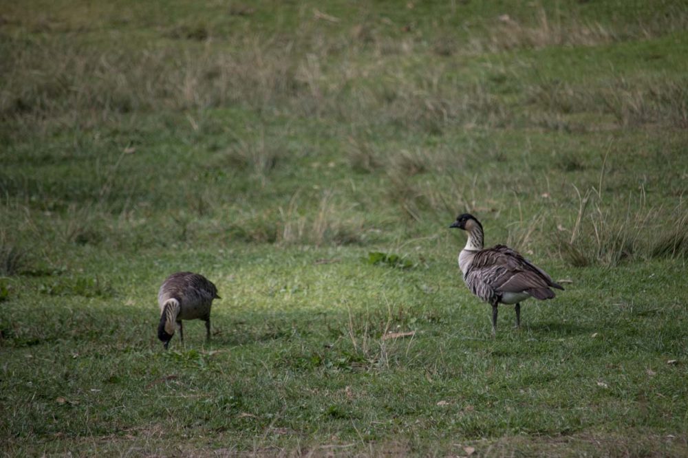 Nene geese at Hosmer Grove Campground, Haleakala National Park, Maui