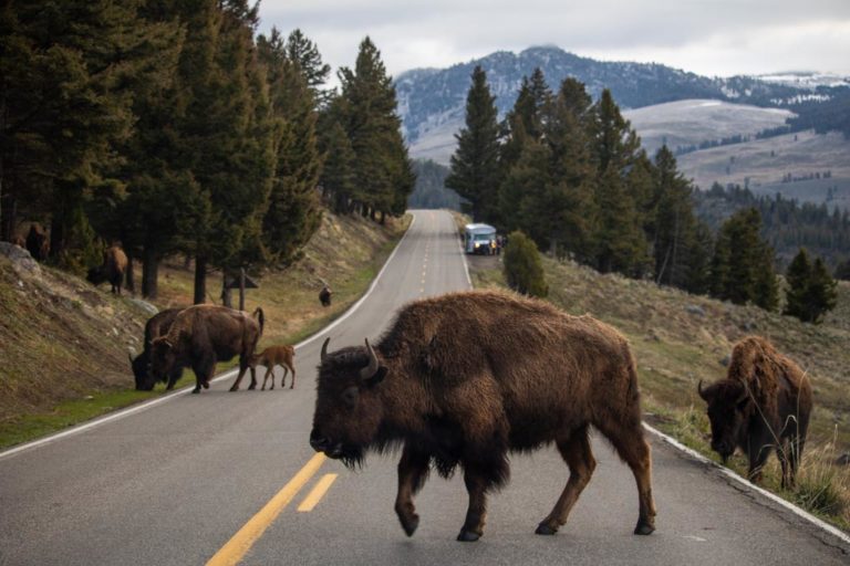 Bison crossing road at Tower-Roosevelt, Yellowstone National Park