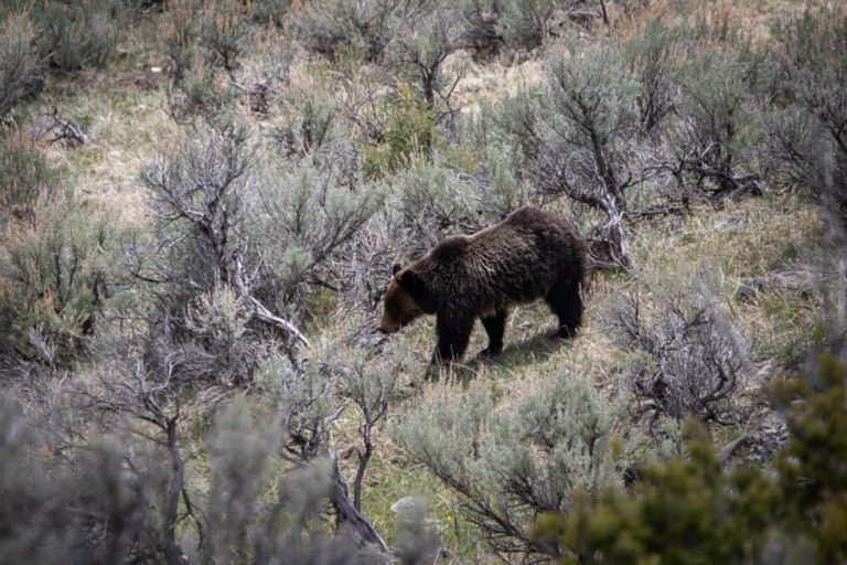 Grizzly bear close to Mammoth Hot Springs, Yellowstone National Park