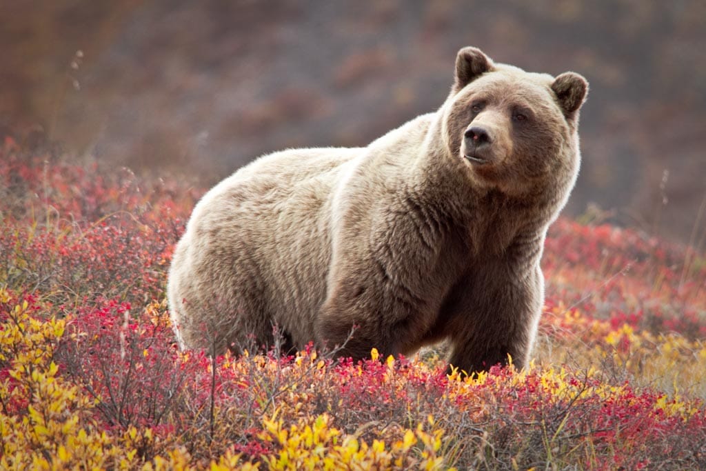 Bears in Denali: What you Need to Know