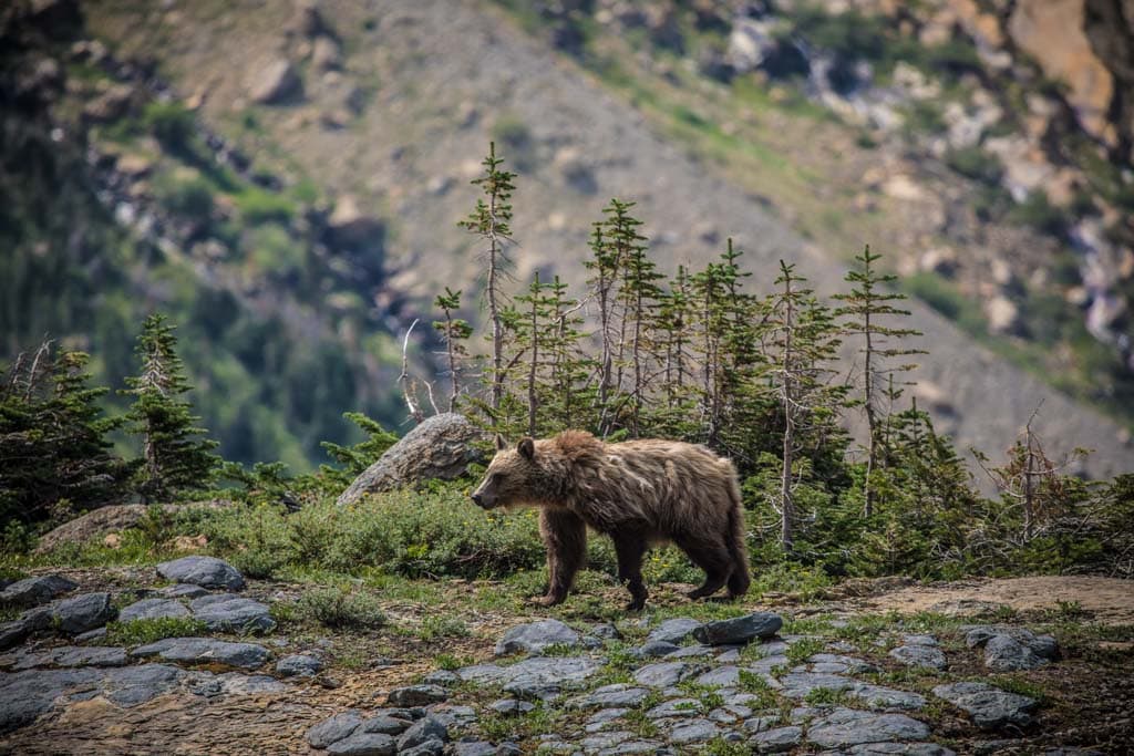 5 Best U.S. National Parks to See Grizzly Bears (Or Brown Bears)