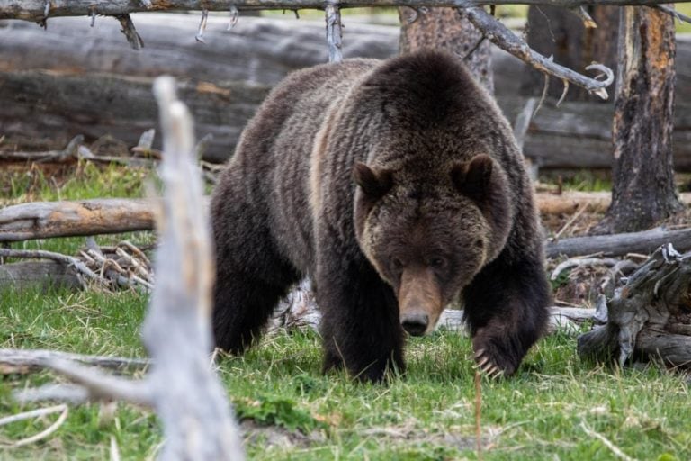 Grizzly bear in Midway Geyser Basin, Yellowstone National Park