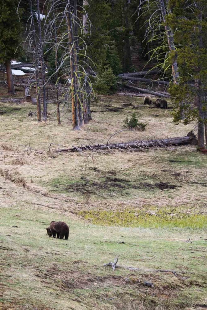 5 Best U.S. National Parks to See Grizzly Bears (Or Brown Bears)