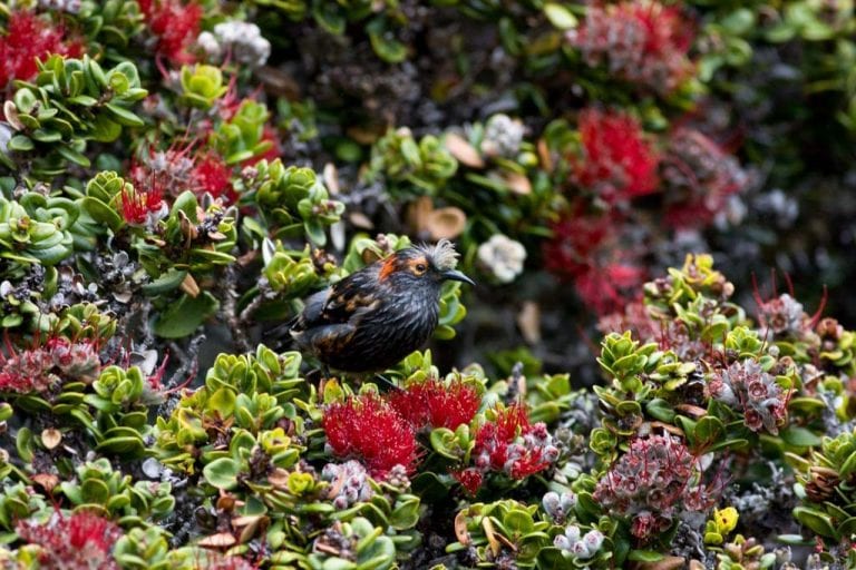 ʻAkohekohe Honeycreeper in Haleakala National Park, Maui - U.S. National Park Service