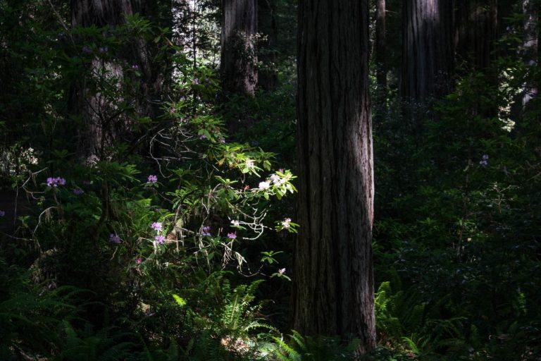 Blooming Rhododendron on Lady Bird Johnson Grove Trail, Redwood National Park, California