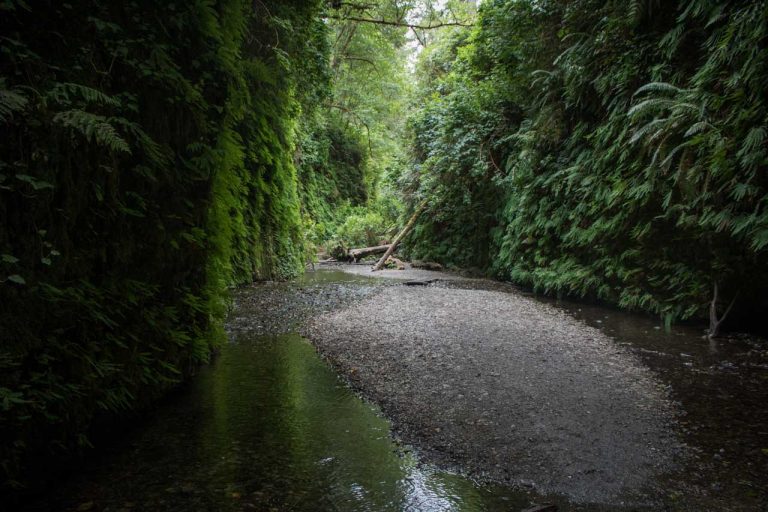 Fern Canyon, Prairie Creek Redwoods State Park, California