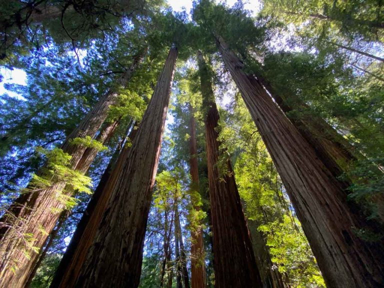 Tall Trees Trail in Redwood National Park, California