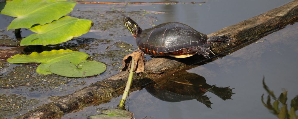 Cuyahoga Valley National Park, Ohio - The National Parks Experience