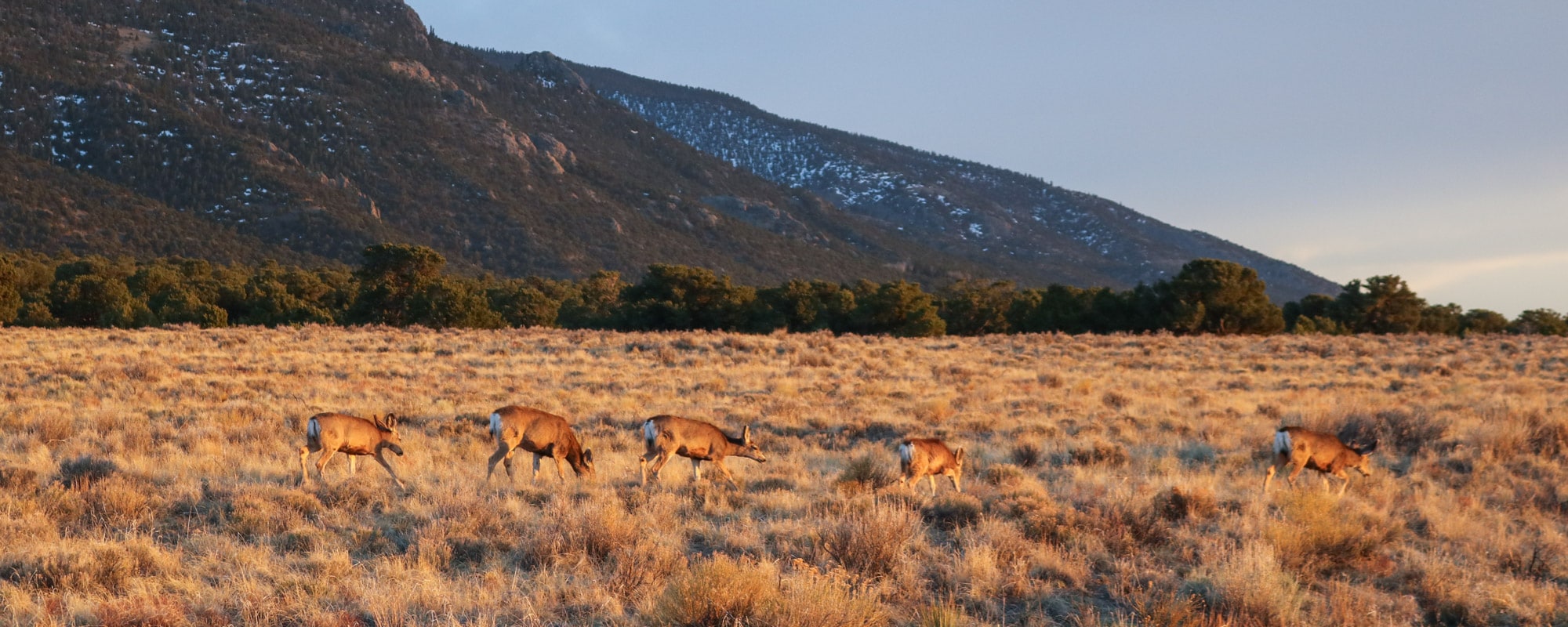 Great Sand Dunes National Park - Banner Deer