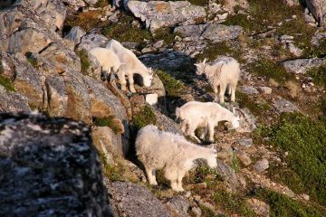 5 U.S. National Parks With Native Mountain Goats | The National Parks ...