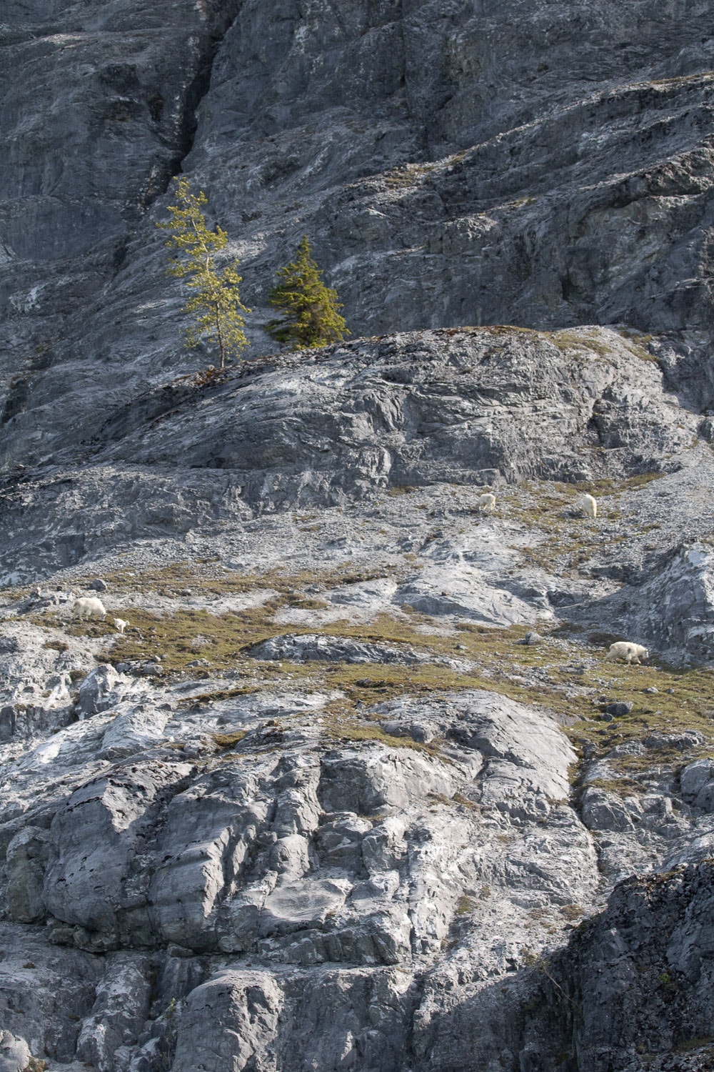 Mountain goat family in Glacier Bay National Park, Alaska