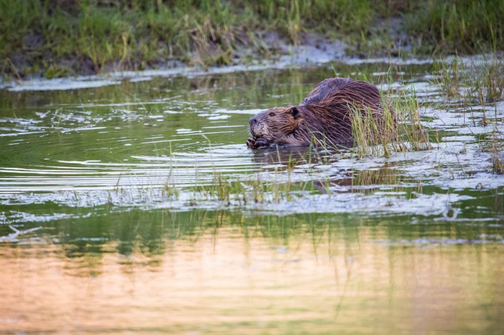 Yellowstone Wildlife Watching: When & Where to See Animals in ...