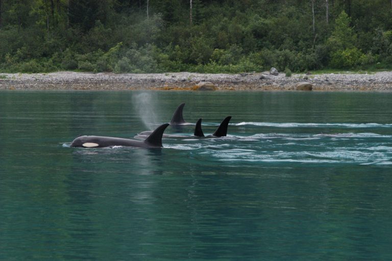 Glacier Bay National Park Orcas Pod - Credit: NPS