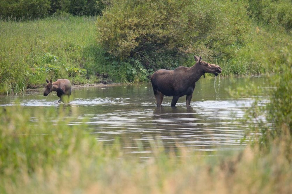 7 Best National Parks to See Moose - The National Parks Experience