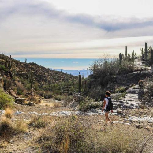 Hiker on King Canyon Trail in Saguaro National Park, Arizona