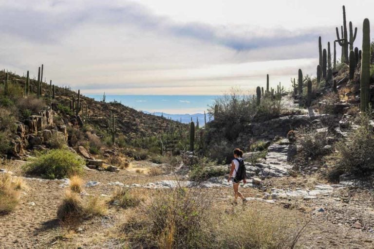 Hiker on King Canyon Trail in Saguaro National Park, Arizona