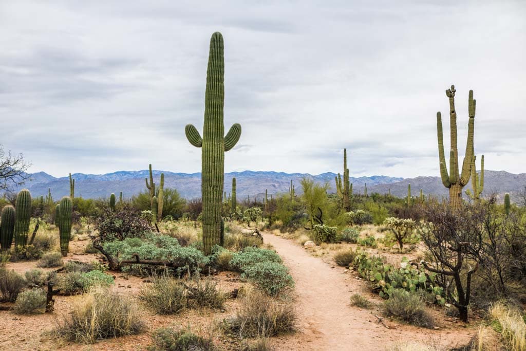 Loma Verde Loop Trail in Saguaro National Park