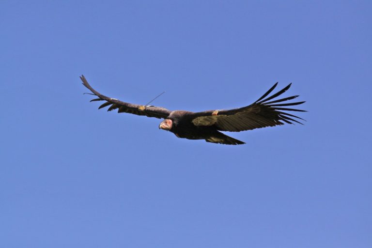 Redwood National Park California Condor Reintroduction Program - Credit Chris West Yurok Tribe