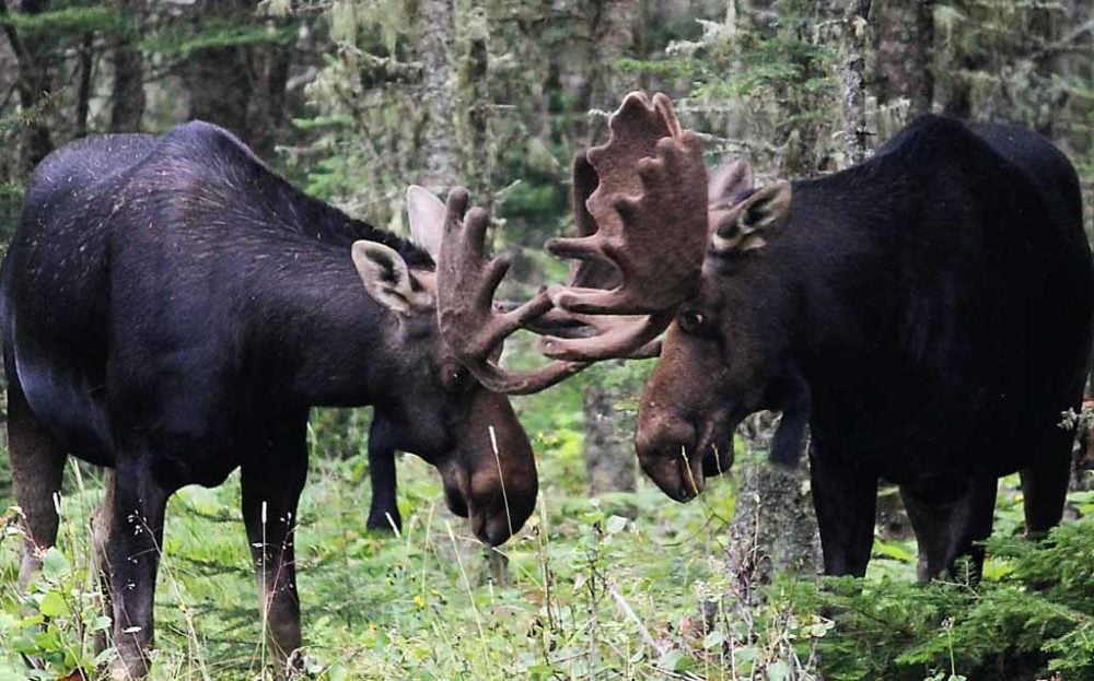 7 Best National Parks To See Moose - The National Parks Experience